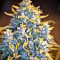 Malawi Breeders Pack regular (Ace Seeds)