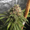 OG Kush CBD (Dinafem Seeds)