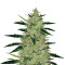 OGesus Auto feminized seeds