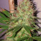 PCK x ErdPurt (Ace Seeds)