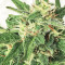 Polar Express Auto strain