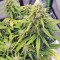 Strawberry Gum feminized seeds