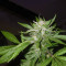 Super Lemon Haze x Clementine (GHS)