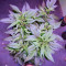Super Mazar Seeds