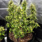 Z Auto feminized seeds (Original Sensible Seeds)