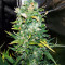 Zuri Widow feminized seeds
