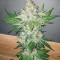 Sementes de Blackberry Moonrocks Feminizadas (AlphaFem Seeds)