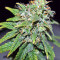 Blue Sherbet S1 strain
