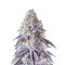 Chempie Seeds