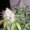 Cropical Fruit Auto (Cream of the Crop Seeds)