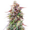Do-Si-Dos Autoflower (Herbies Seeds)