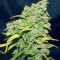 Graines de cannabis Fast & Vast Auto (Heavyweight Seeds)