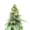 Gorilla Cookies Fast Flowering (Fast Buds)