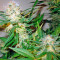 Great White Shark Seeds