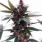 Purple Bud Seeds