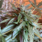 Venta de LSD Auto (Barney's Farm) | Semillas de marihuana feminizadas