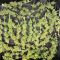 Venta de LSD Auto (Barney's Farm) | Semillas de marihuana feminizadas