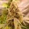 Rucu Cucu OG Seeds - Cannabis Strain Seeds for Sale