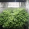 Tangie'matic Seeds