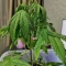 Tangie'matic Seeds