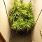 Eleven Roses Seeds (Delicious Seeds) - Cannabis Strain Seeds for Sale