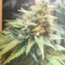 Caramelo Early Version Seeds (Delicious Seeds) - Cannabis Strain Seeds for Sale