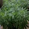 Caramelo Early Version Seeds (Delicious Seeds) - Cannabis Strain Seeds for Sale