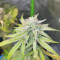Vente de graines de cannabis Kosher Cake Auto (Fast Buds)