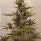 Venta de Rhino Ryder Auto (Fast Buds) | Semillas de marihuana feminizadas