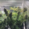 LSD Seeds - Cannabis Strain Seeds for Sale