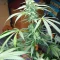 Scarlet Skunk Autoflower feminized seeds for sale
