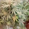 Semi femminizzati di Quarter Pounder Autoflower in vendita