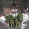 Northern Lights feminized seeds for sale by Sensi Seeds)