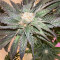 Runtz Muffin Seeds (Barney’s Farm)