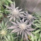Runtz Muffin Seeds (Barney’s Farm)