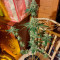 Runtz Muffin Seeds (Barney’s Farm)