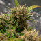 Strawberry Banana Seeds - Cannabis Strain Seeds for Sale