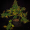 Purple Punch Seeds - Cannabis Strain Seeds for Sale
