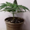 Buy Tatanka Pure CBD feminized seeds by Royal Queen Seeds