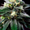 Pineapple Express #2 fem: seeds for sale, strain information and customer reviews
