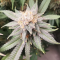 Mimosa EVO Seeds (Barney’s Farm) - Cannabis Strain Seeds for Sale
