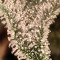 Achetez des graines féminisées Grandmommy Purple par Herbies Seeds