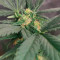 Tropicana Cookies Seeds - Cannabis Strain Seeds for Sale