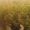 Venta de LSD Auto (Barney's Farm) | Semillas de marihuana feminizadas
