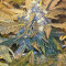Auto Pineapple Express Seeds