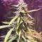 Auto Pineapple Express Seeds
