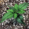 Bruce Banner #3 (Original Sensible Seeds)
