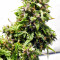 Graines de cannabis Buddha Medikit Auto CBD (Buddha Seeds)