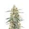 Classic Auto Mix Pack Seeds From Herbies Seeds
