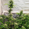 Gorilla Glue (Herbies Seeds)